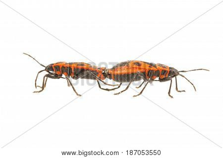 Firebug (pyrrhocoris Apterus) On A White Background