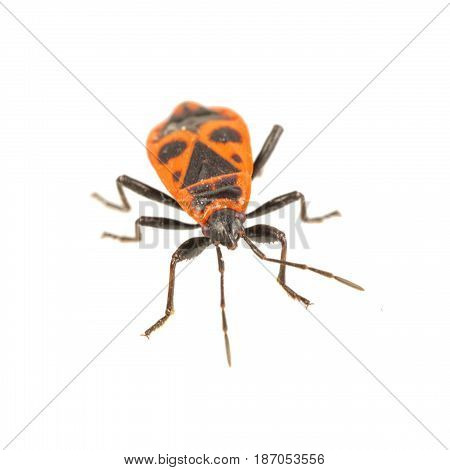 Firebug (pyrrhocoris Apterus) On A White Background