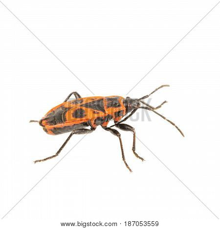 Firebug (pyrrhocoris Apterus) On A White Background