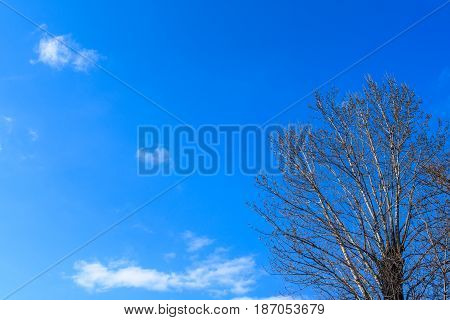 Poplar with swelling buds on branches against a piercing blue sky