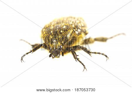 Beetle (oxythyrea Funesta) On A White Background