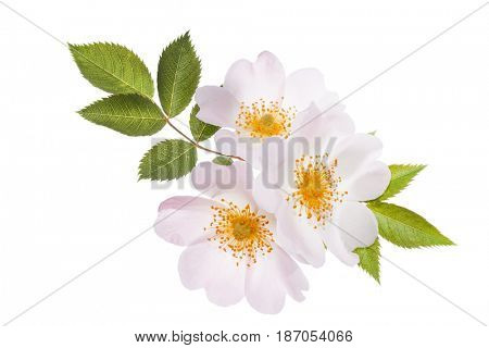wild roses
