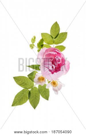 wild roses