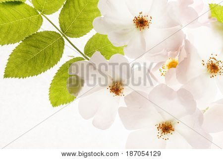 wild roses