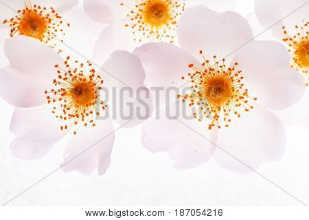 wild rose
