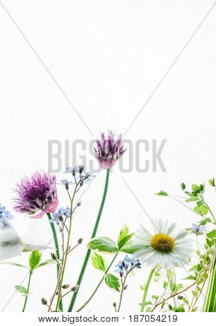 summer flowers