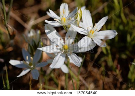 Flowers of the Star of Bethlehem flower Ornithogalum comosum from the Mediterranean region.