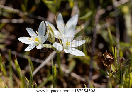 Flowers of the Star of Bethlehem flower Ornithogalum comosum from the Mediterranean region.