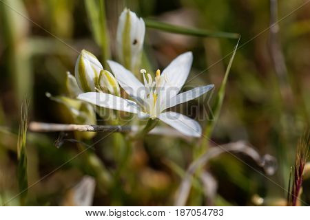 Flowers of the Star of Bethlehem flower Ornithogalum comosum from the Mediterranean region.