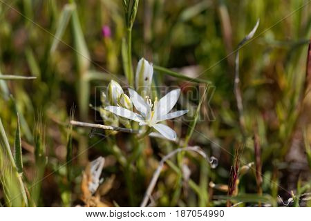 Flowers of the Star of Bethlehem flower Ornithogalum comosum from the Mediterranean region.