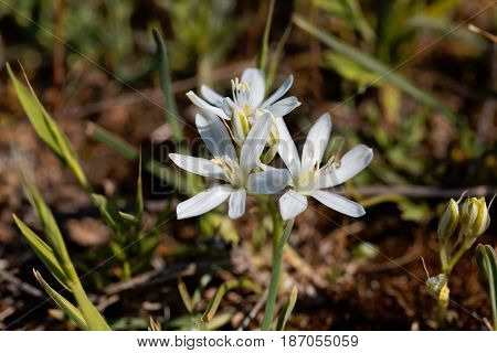 Flowers of the Star of Bethlehem flower Ornithogalum comosum from the Mediterranean region.