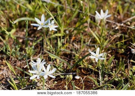Flowers of the Star of Bethlehem flower Ornithogalum comosum from the Mediterranean region.