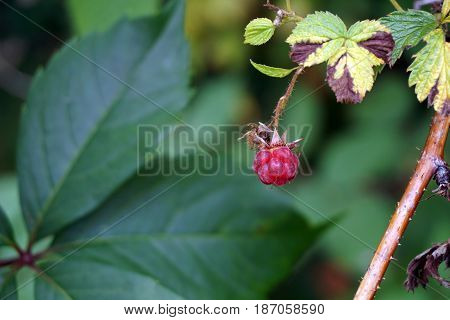 The fruit of a wild American red raspberry (Rubus strigosus) in the Spring Lake Park, between Harbor Springs and Petoskey, Michigan, during August.