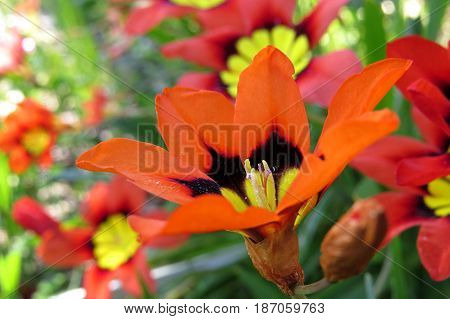 Wild Freesia Iridaceae flowers red orange black growing in field