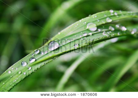 Sommer Morgentau