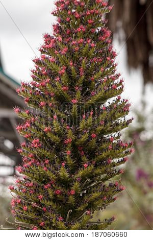 Tower Of Jewels Flowers, Echium Wildpretii