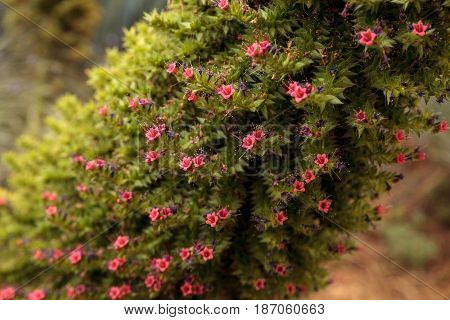 Tower Of Jewels Flowers, Echium Wildpretii