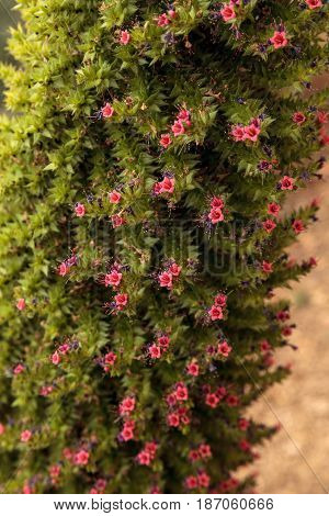 Tower Of Jewels Flowers, Echium Wildpretii