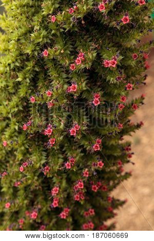 Tower Of Jewels Flowers, Echium Wildpretii