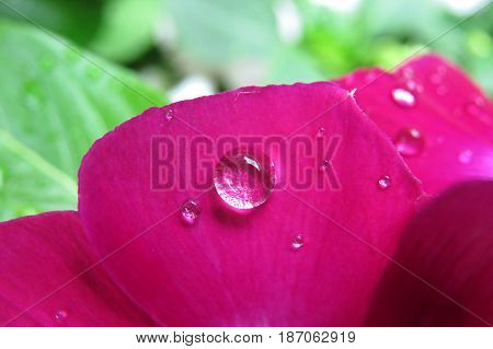 Close-up of a pink impatiens busy lizzy flower with rain drops