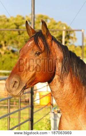 bay roan mare horse profile in sunset in pasture
