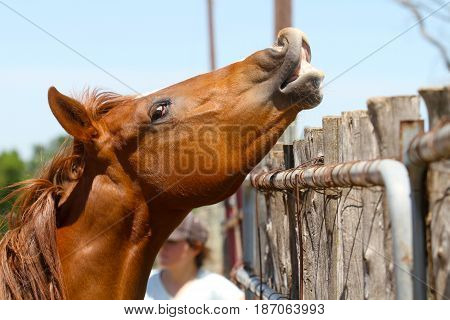 young horse smiling in pasture baby colt