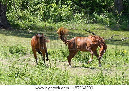 playful filly fillies in pasture young horse