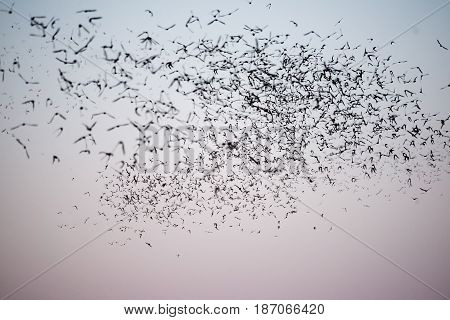 South Texas Mexican Free-tailed Bats
