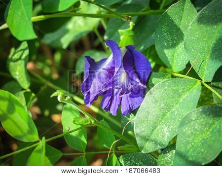 Butterfly pea, Asian Pigeonwings, Clitoria ternatea
,tropical vine, bluebellvine, blue pea, Fabaceae family, blue tea, cordofan pea, Darwin pea, natural fertilizer