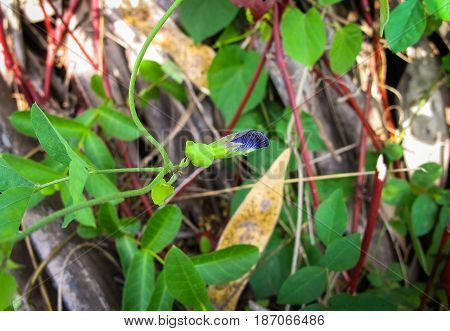 Pulp and pod of Butterfly pea, Asian Pigeonwings, Clitoria ternatea
,tropical vine, bluebellvine, blue pea, Fabaceae family, blue tea, cordofan pea, Darwin pea, natural fertilizer