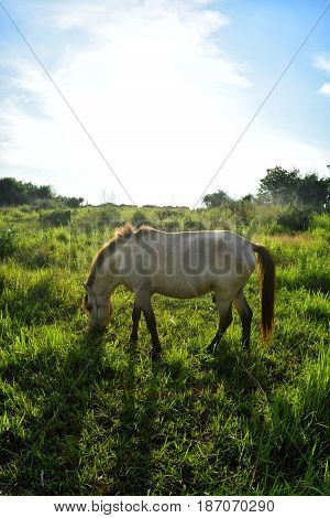 Sumba Island is famous for its horse. This is one of the horse Sumba that I portrait in the region of West Sumba Indonesia.