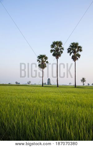 A coconut trees and a green confield in the evening.