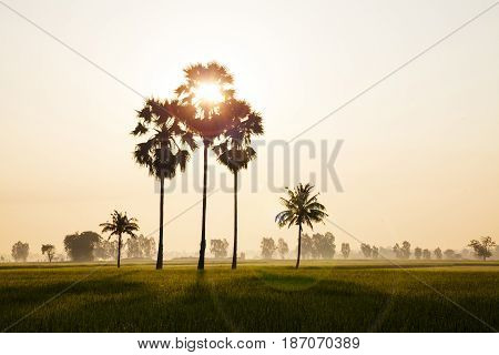 A coconut trees and a green confield in the evening.
