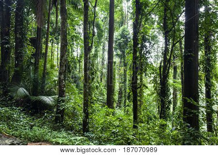 Evergreen jungle forest after rain Abundance of rainforest.