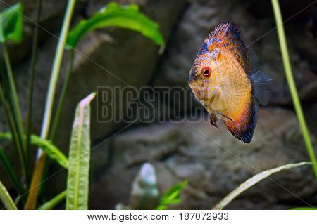 Beautiful Fish In The Aquarium