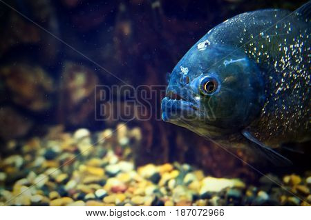 Piranha Fish In Natural Environment