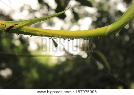 Green leaf with water drops, macro, nature background