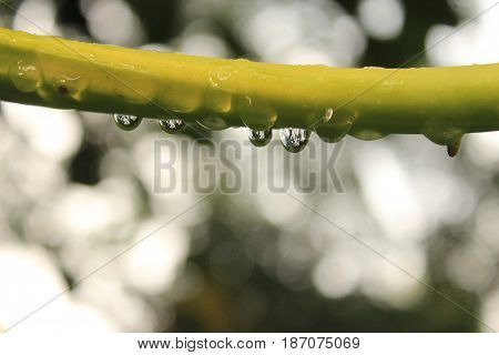 Green leaf with water drops, macro, nature background