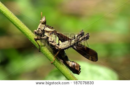 Insects at Garbhanga Reserve Forest Guwahati Assam