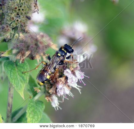Flowerfly