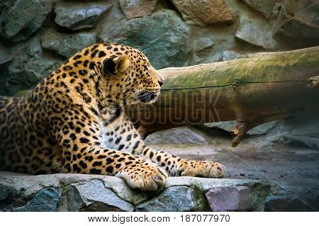 Leopard On The Rock.