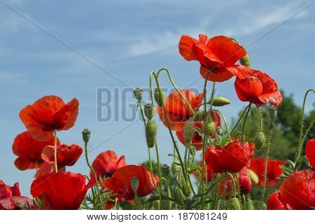 red poppy flowers with a blue sky background