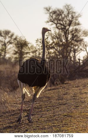 Ostrichin Kruger national park, South Africa ; Specie Struthio camelus family of Struthionidae