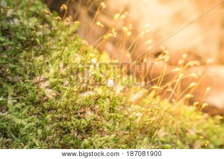 Close up tiny  mosses in the morning