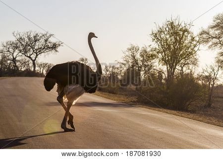 Ostrich in Kruger national park, South Africa ; Specie Struthio camelus family of Struthionidae
