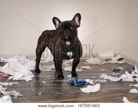 Funny dog made a mess in the room. Playful puppy French bulldog