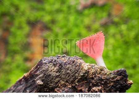 Close up Cookeina on fallen branch in tropical forest in Saraburi province Thailand
