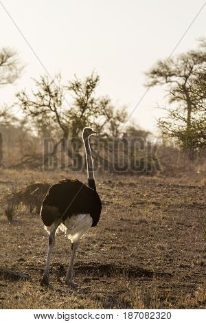 Ostrich in Kruger national park, South Africa ; Specie Struthio camelus family of Struthionidae