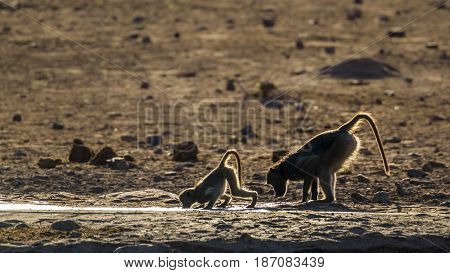 Chacma baboon in Kruger national park, South Africa  ; Specie Papio ursinus family of Cercopithecidae