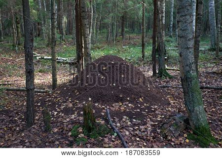 Large anthill in the pine tree forest.